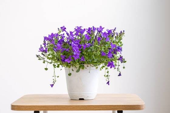 양재동꽃시장에서 1만원에 구입한 캄파눌라. 향기는 없지만, 무리지어 피며, 색이 곱다. 백종현 기자