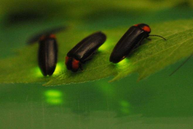 딱정벌레목 반딧불이과의 곤충을 통틀어 반딧불이라고 칭하는데 반딧불이는 스스로 빛을 낼 수 있는 기관이 있는 대표적인 발광생물이다. (사진=충북도농업기술원 제공)