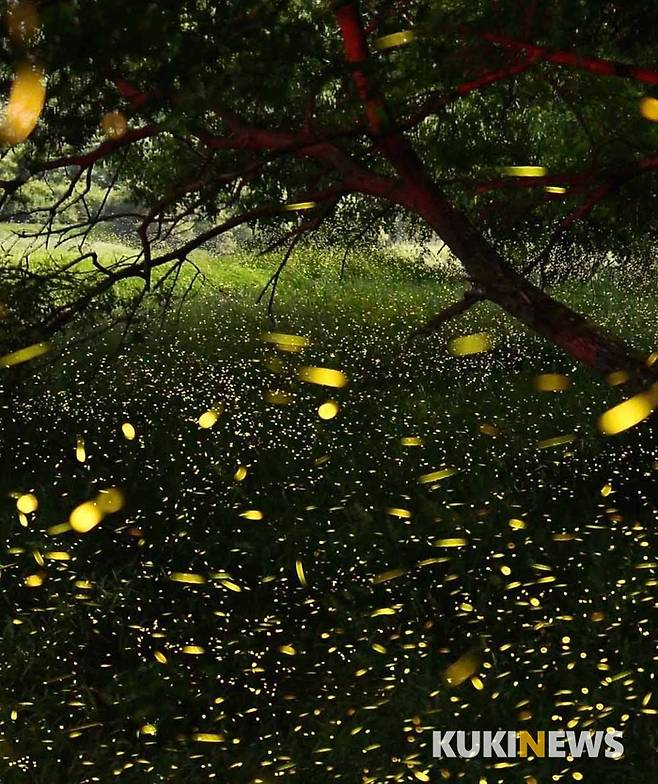 반딧불이는 배 부분에 노란 부분이 산소와 만나 빛이 난다. 짝을 찾기 위해 반짝이는데 수컷은 2개가 빛이 나고 암컷은 한 개가 빛이 난다. 암컷은 이끼나 나무뿌리에 알을 낳는다. 애벌레는 물속에서 10달을 산 뒤 땅으로 나와 번데기가 된다. 껍질을 벗고 날개를 달고 반딧불이가 된다.