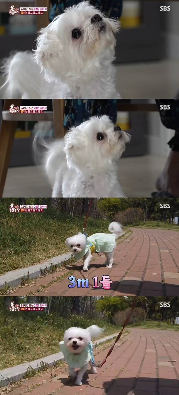 TV동물농장 / 사진=SBS TV동물농장