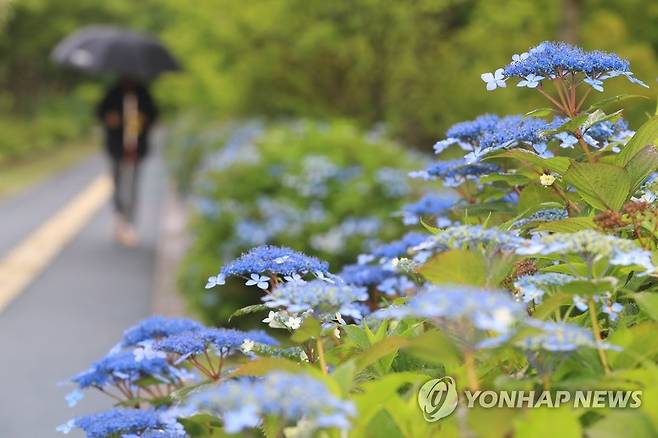 '장마 산책' (제주=연합뉴스) 지난 18일 오전 우산을 든 한 시민이 제주시 한라생태숲을 산책하고 있다. [연합뉴스 자료사진]