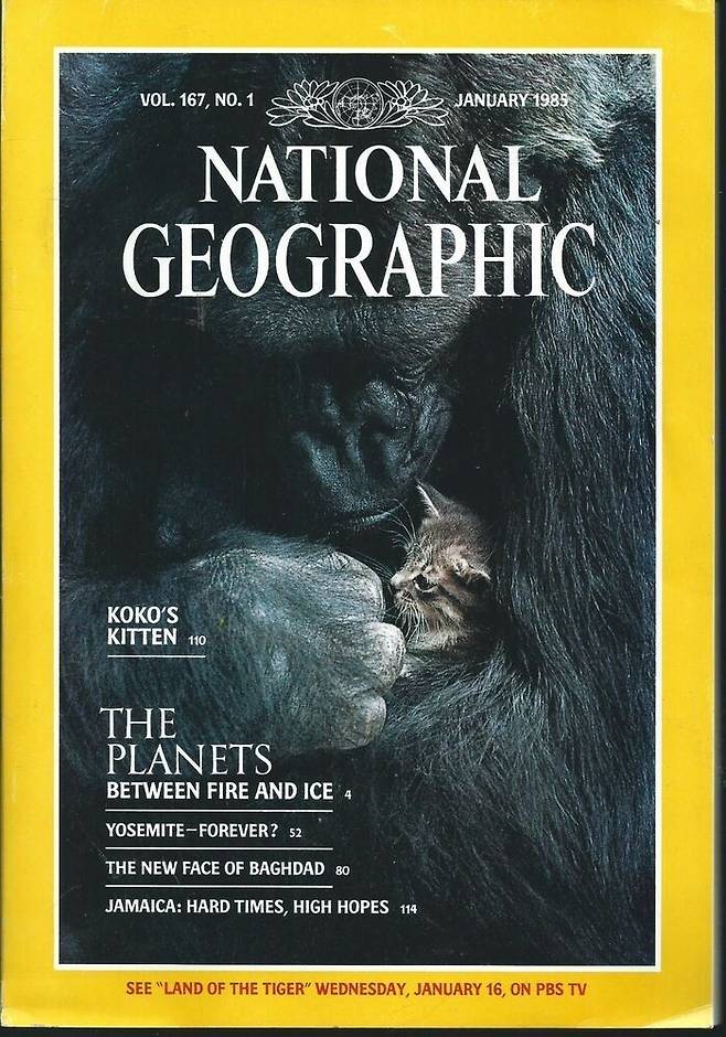 고양이 ‘올볼’을 안고 있는 고릴라 ‘코코’의 모습이 1985년 1월 <내셔널지오그래픽>의 표지 사진으로 실렸다.