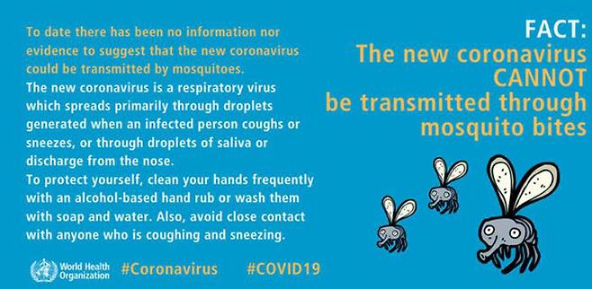 모기가 코로나19 옮긴다는 증거없다고 밝힌 세계보건기구(WHO)