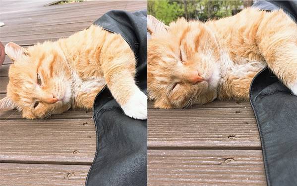 잔다. 건들지마라. 이하 캐슈넛 제공