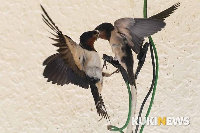 지난 25일, 충북 단양군 영춘면 온달국민관광지의 식당가 처마 아래 전기줄에 앉아 있는 새끼에게 어미제비가 곤충을 물어와 먹이고 있다. 비행능력과 사냥 실력이 뛰어난 제비지만 하루종일 울어대며 보채는 새끼들에게 충분히 먹이를 제공하는 일이 그리 만만하지는 않다. 새들도 번식기에는 육아전쟁으로 힘든 하루하루를 보낸다.