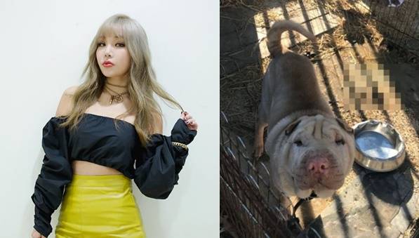 (좌) 래퍼 키디비. 인스타그램 캡처 (우) 지드래곤 반려견. 인터넷 커뮤니티 캡처