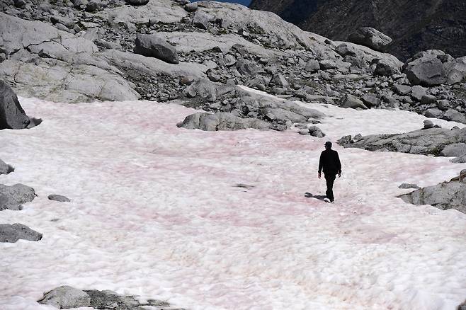 조류에 의해 눈이 분홍색으로 바뀐 알프스 빙하 일부 구간의 모습 (사진=AFP 연합뉴스)