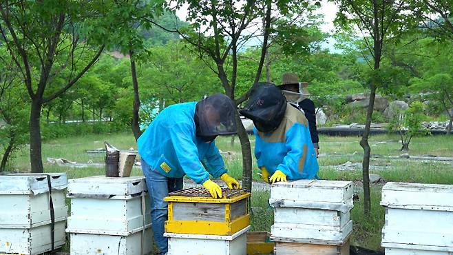 꽃에 꿀이 사라진 탓에 말라버린 판 형태의 벌집 위에 꿀벌들이 앉아 있다(위 사진). 국립농업과학원 연구원들이 꿀 작황 현장조사를 하고 있다. 최유진PD
