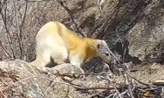 8일 국립공원공단에 따르면 이번 답비 포착은 국립공원공단연구진이 지난 4월 설악산에서 무인센서카메라에 촬영된 알비노 담비의 모습을 최근 확인했다 고 밝혔다. 사진=국립공원관리공단 제공
