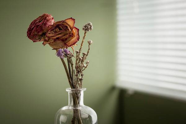 드라이플라워를 방치하면 권연벌레가 생긴다./사진=클립아트코리아