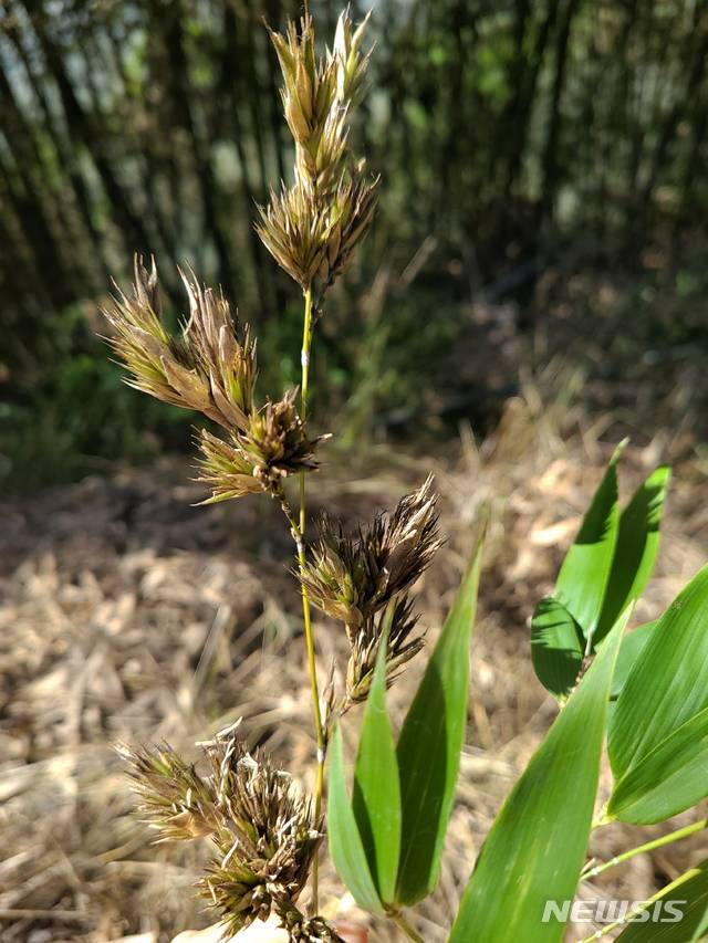 [진주=뉴시스] 국도 2호선인 진주-창원 국도변에 활짝 핀 대나무 꽃.