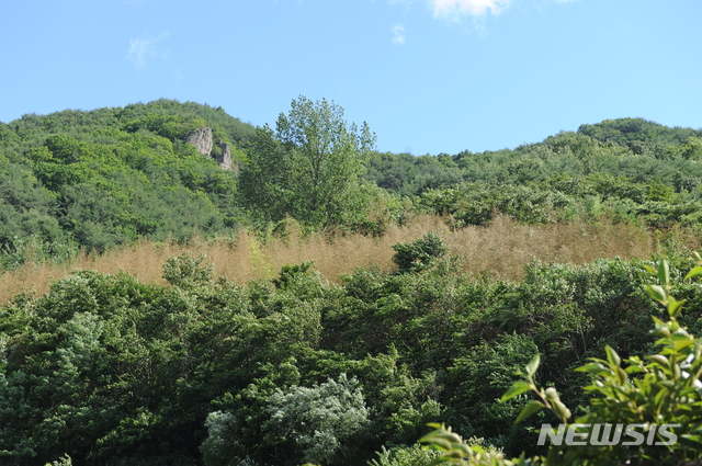 [진주=뉴시스] 국도 2호선인 진주-창원 국도변에 활짝 핀 대나무 꽃.