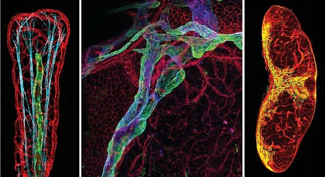 우리 몸 다양한 기관에서 '하수도' 역할을 하는 림프관의 다양한 기능이 최근 연구로 속속 밝혀지고 있다. 왼쪽부터 장의 융모 속 암죽관과 뇌수막, 림프절을 염색해 살펴본 현미경 사진이다. 공통적으로 녹색이 림프관이다. 사이언스 어드밴시스 제공