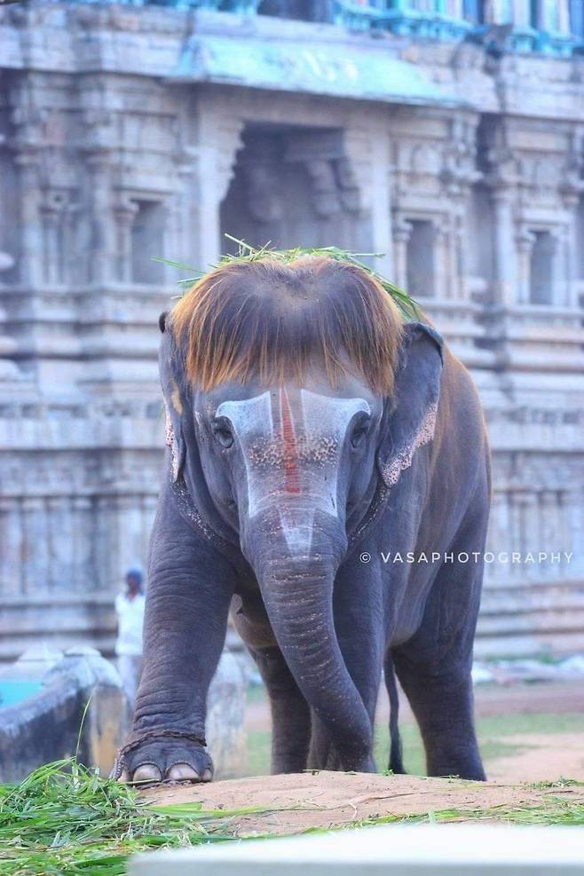 찰랑거리는 단발머리를 연상케 하는 머리털로 많은 사람의 사랑을 받고 있는 인도 사원의 한 코끼리