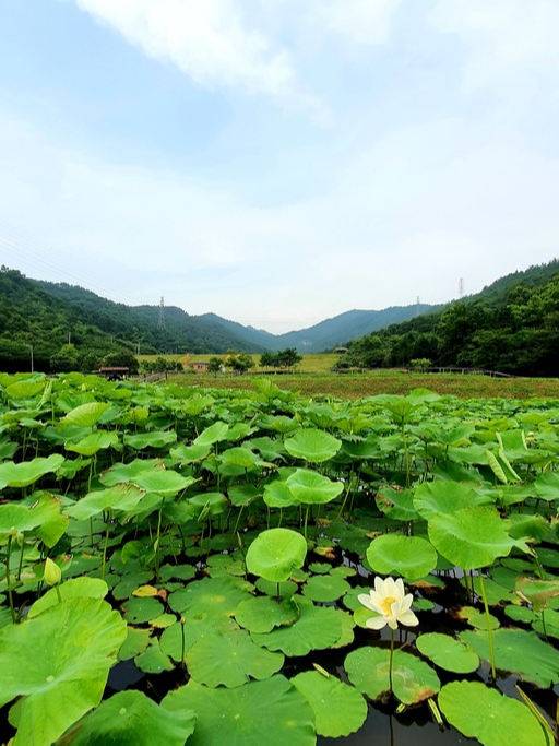 브이래드 연꽃단지
