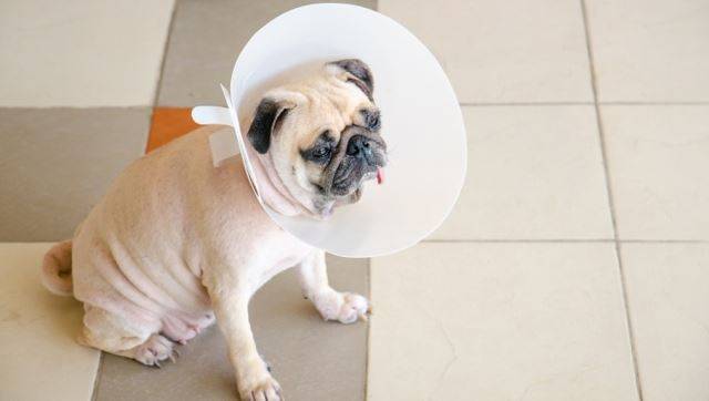 수술하고 나면 넥카라를 착용해야 한다. 암컷은 7~10일, 수컷은 2~3일 동안 외출, 목욕 금지! 출처: dogtime.com