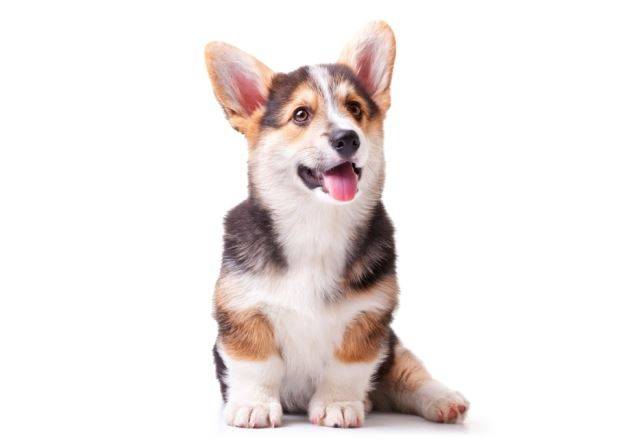 사랑한다면 중성화 해주세요. 출처: AKC