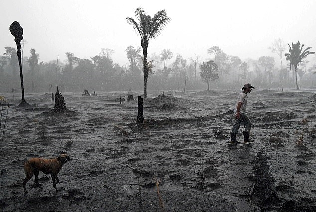 산불로 불 탄 아마존 열대우림 한 가운데를 걷고 있는 사람(사진=AFP)