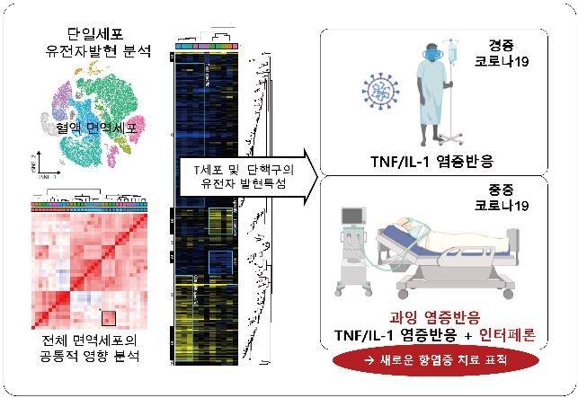 코로나19 경증·중증 환자에서의 인터페론 작용 차이 [KAIST 제공. 재판매 및 DB 금지]