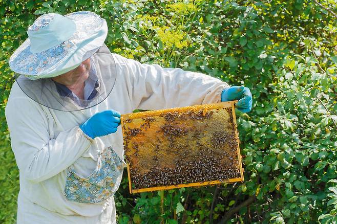 꿀벌을 들고 있는 양봉업자의 모습 자료사진(사진=123rf.com)