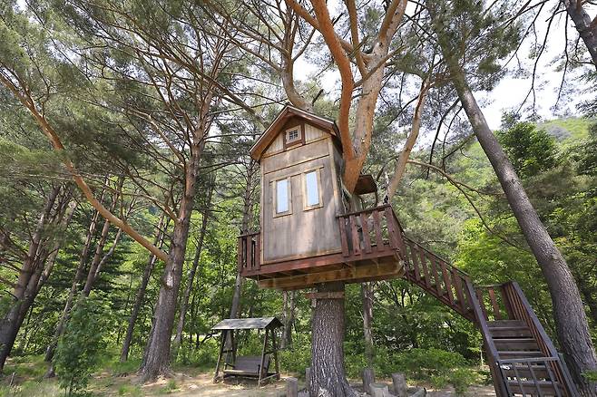 홍천 은행나무숲 트리하우스 [사진/성연재 기자]