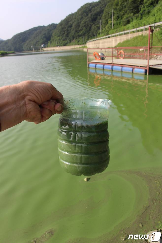 충북 옥천군 군북면 지오수역 대청호에서 퍼올린 물이 녹색으로 변해있다. © 뉴스1