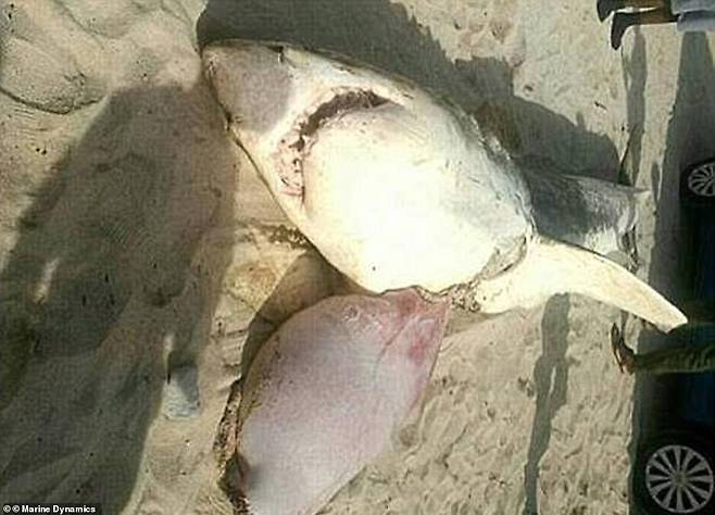 불과 2주 전 남아공의 한 해안에서는 거대한 백상아리 사체 한 구가 발견됐는데, 범고래의 전형적인 소행으로 보이는 특징이 남아 있다.(사진=마린 다이내믹스)