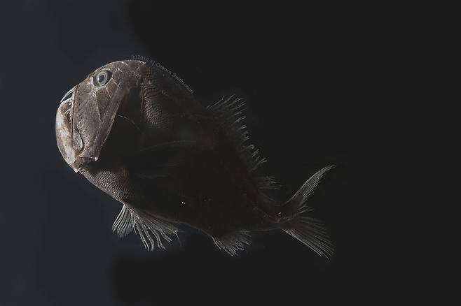 심해이빨흑고기'(Anoplogaster cornuta) [Karen Osborn, Smithsonian National Museum of Natural History 제공/ 재판매 및 DB 금지]