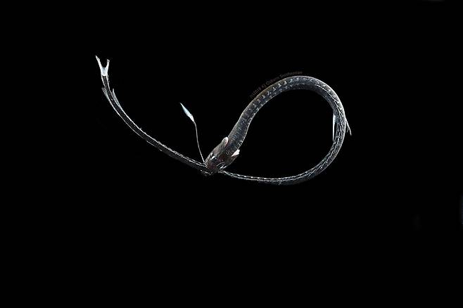 '퍼시픽 블랙드래건'(Idiacanthus antrostomus) [Karen Osborn, Smithsonian National Museum of Natural History 제공/ 재판매 및 DB 금지]