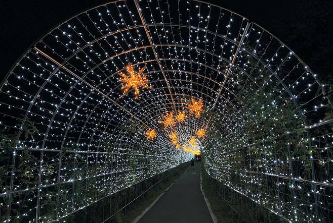 양재천의 밤을 빛으로 물들이는 장밋빛터널.