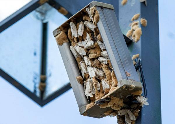 17일 충북 제천시 청전동 롯데마트 주차장의 가로등 스피커에 매미나방과 나방알집이 빽빽하게 들어차 있다/ 조인원 기자