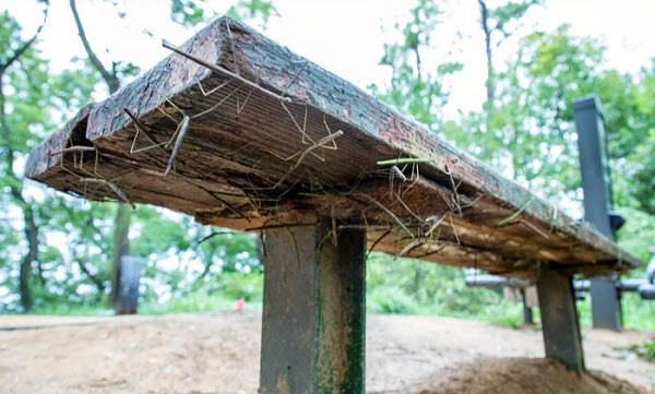 20일 서울 은평구 봉산 은평둘레길의 생활체육시설 의자에 대벌레들이 빼곡하게 붙어있다/ 조인원기자
