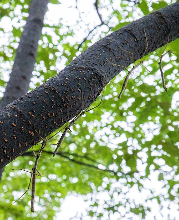 20일 서울 은평구 봉산 은평둘레길의 생활체육시설 나무에 대벌레들이 빼곡하게 붙어있다/ 조인원기자