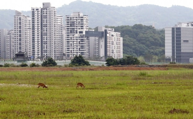 국회 예정 부지엔 고라니가 풀을 뜯고 있다.(사진=뉴스1)