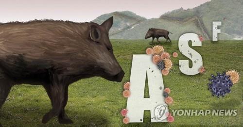 ASF 바이러스 매개체인 야생 멧돼지 (PG) [권도윤 제작] 사진합성·일러스트
