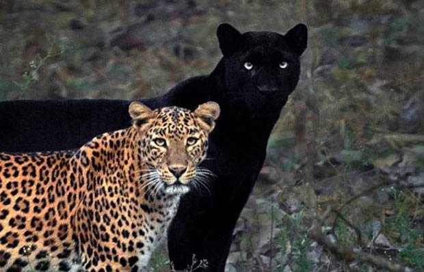 인도 카비니 정글에서 발견된 희귀 흑표범 ‘사아야’에게는 4년 사귄 암컷이 있다./사진=미툰H 인스타그램