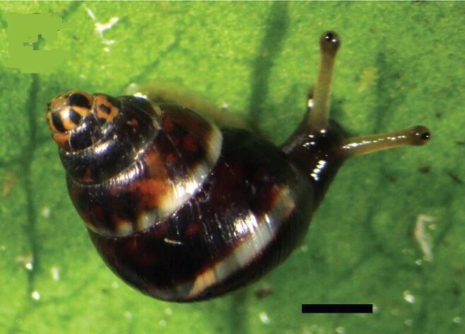 하와이 오아후 섬에서 발견된 나무 달팽이 ‘아우리쿨렐라 가그네오룸’. 60년 만에 기록된 신종이다. 검은 잣대가 1㎜이다. 노린 융 외 (2020) ‘주키스’ 제공