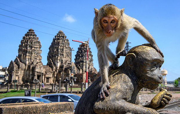 태국 경찰이 원숭이 통제력을 상실했다고 인정했다. 28일(현지시간) 데일리메일은 식량 공급원을 잃은 태국 원숭이들이 경찰도 통제할 수 없을 정도로 난폭해졌다고 전했다./사진=AFP 연합뉴스