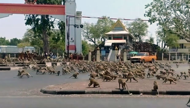 태국 롭부리 시내에서 원숭이들이 패싸움을 벌이고 있다./사진=유튜브 캡쳐