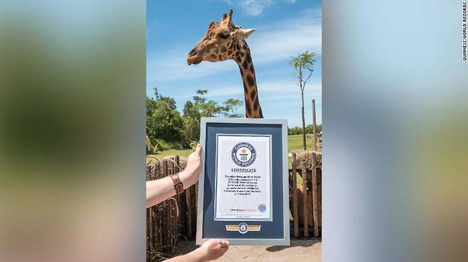 세계에서 가장 키가 큰 기린으로 기네스 세계기록을 거머쥔 ‘포레스트’