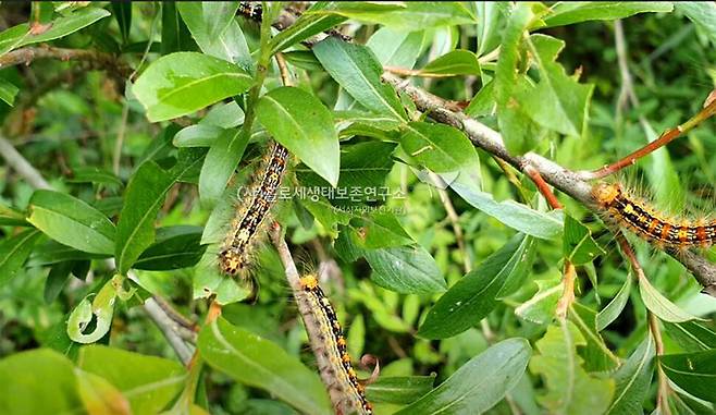 매미나방 애벌레