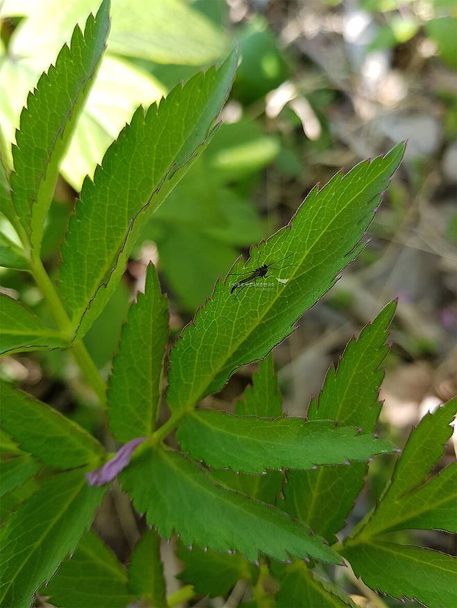 깔따구. 모기가 아니라 파리의 일종이다.