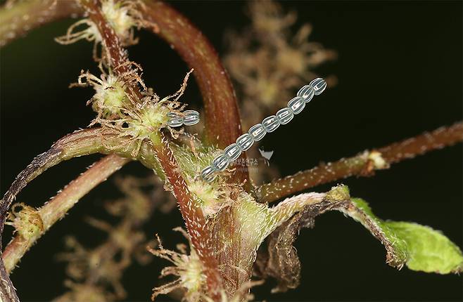 거꾸로여덟팔나비 알.