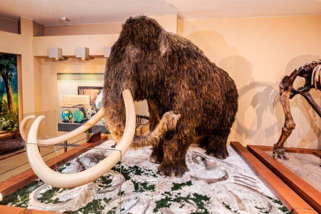 긴털매머드. 서대문자연사박물관 제공.