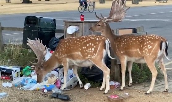 영국 런던의 한 공원에서 사람들이 아무렇게나 버린 쓰레기를 주워 먹는 야생 사슴의 모습