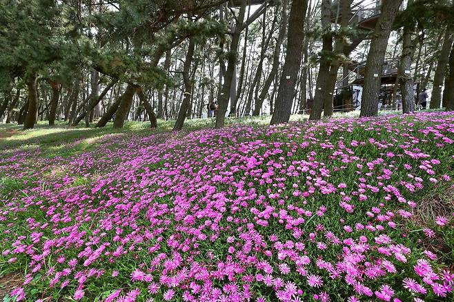 1만2천 그루의 해송과 맥문동, 송엽국이 한데 어우러진 장항송림산림욕장. [사진/조보희 기자]