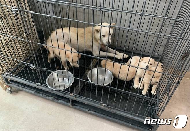 여주시 능서면 소재 동물보호센터로 옮겨진 어미개와 강아지들. © 뉴스1