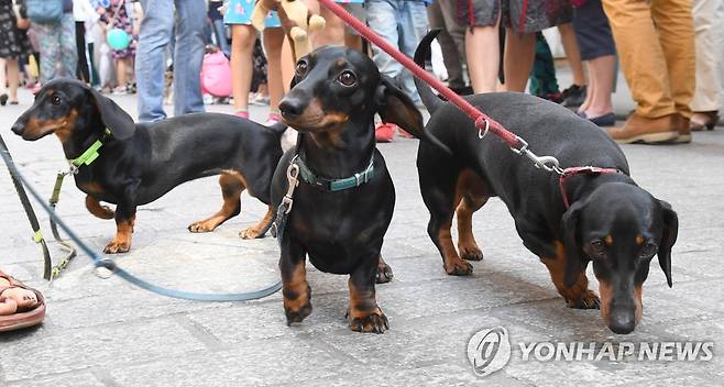 닥스훈트 품종 반려견 [EPA=연합뉴스]