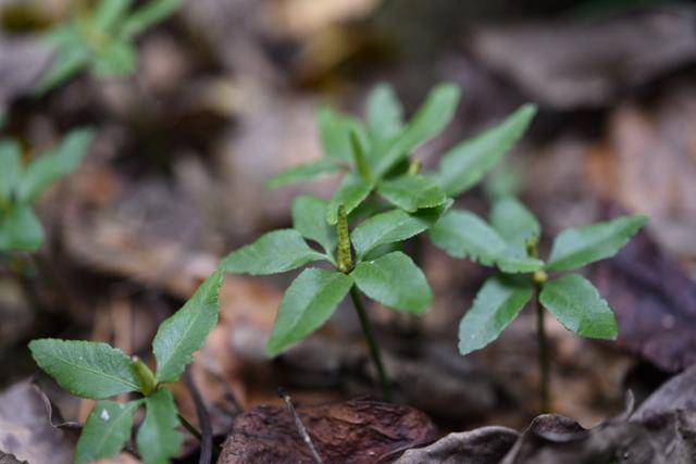 제주도 동부 곶자왈에서 자라는 제주고사리삼. 국립생물자원관 제공