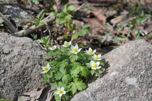 소백산에서 자라는 모데미풀. 국립생물자원관 제공